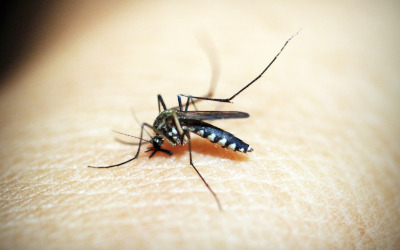 Prevenzione delle arbovirosi